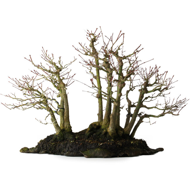 Acer palmatum, 39,8 cm, ± 25 anni, su lastra
