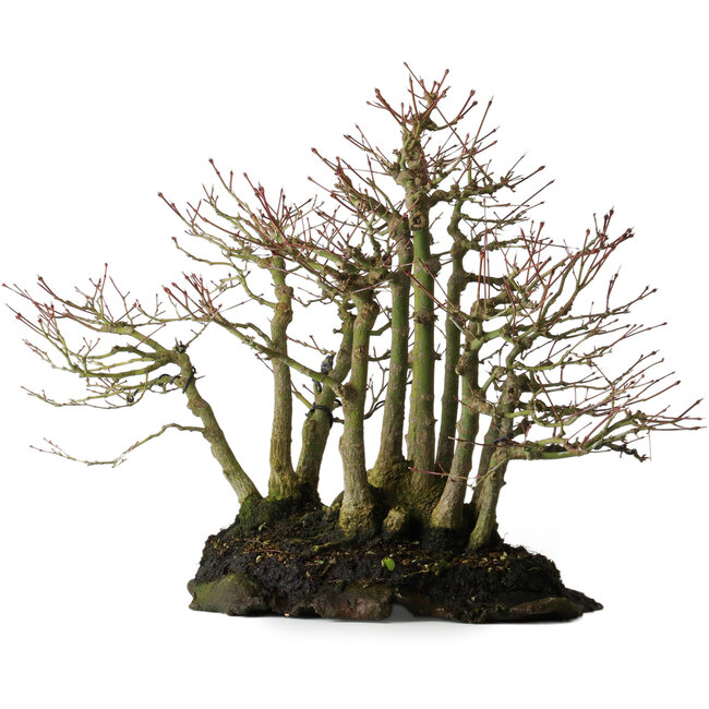 Acer palmatum, 39,8 cm, environ 25 ans, sur une dalle