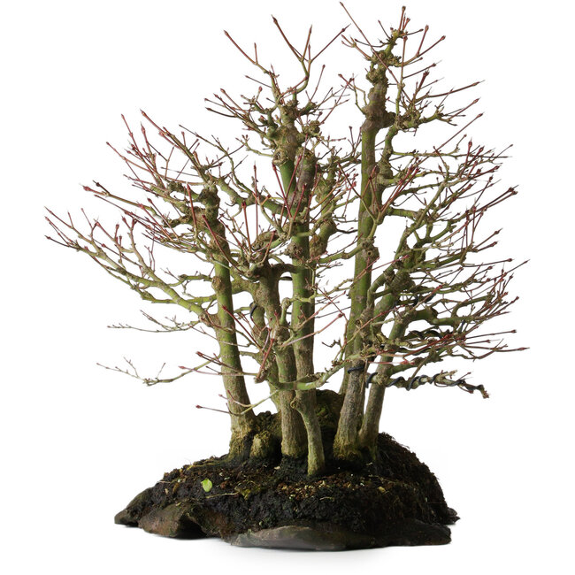 Acer palmatum, 39,8 cm, ± 25 years old, on a slab