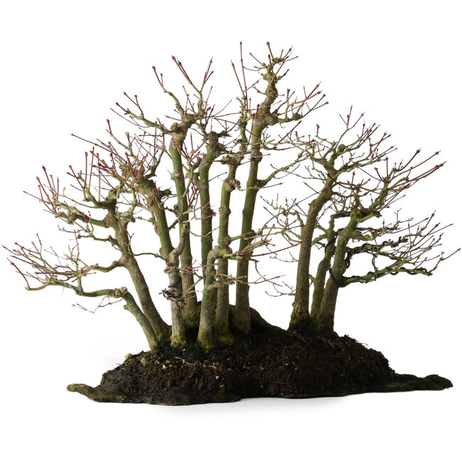 Acer palmatum, 39,8 cm, ± 25 años, sobre una losa