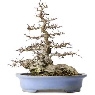 Keizan Carpinus coreana, 42,3 cm, ± 40 ans