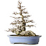 Carpinus coreana, 42,3 cm, ± 40 years old, in a handmade Japanese pot by Keizan with a small chip of the edge
