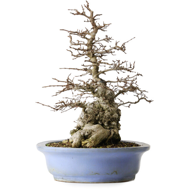 Carpinus coreana, 42,3 cm, ± 40 jaar oud, in een handgemaakte Japanse pot van Keizan met een klein chipje aan de rand.