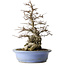 Carpinus coreana, 42,3 cm, ± 40 jaar oud, in een handgemaakte Japanse pot van Keizan met een klein chipje aan de rand.