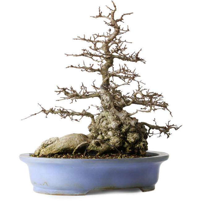 Carpinus coreana, 42,3 cm, ± 40 years old, in a handmade Japanese pot by Keizan with a small chip of the edge