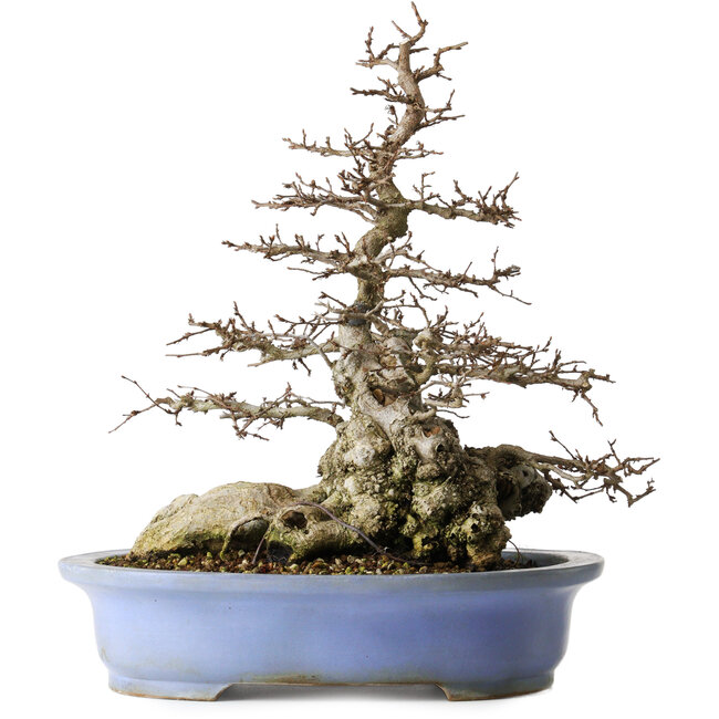 Carpinus coreana, 42,3 cm, ± 40 años, en una maceta japonesa hecha a mano por Keizan con un pequeño desprendimiento en el borde.