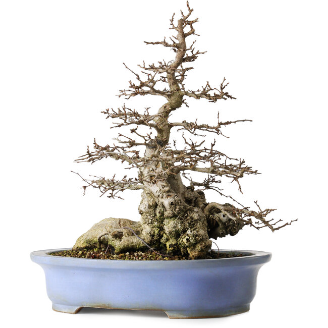 Carpinus coreana, 42,3 cm, environ 40 ans, dans un pot japonais artisanal de Keizan présentant un petit éclat sur le bord.