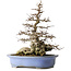Carpinus coreana, 42,3 cm, ± 40 años, en una maceta japonesa hecha a mano por Keizan con un pequeño desprendimiento en el borde.