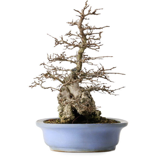 Coreanischer Hain (Carpinus coreana), 42,3 cm, ca. 40 Jahre alt, in einem handgefertigten japanischen Topf von Keizan mit einer kleinen Absplitterung am Rand.