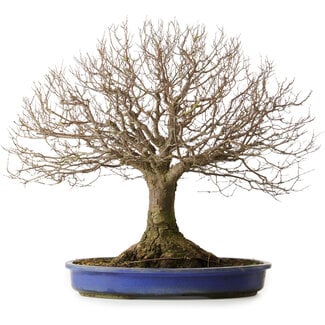 Zelkova serrata, 48,5 cm, ± 40 ans