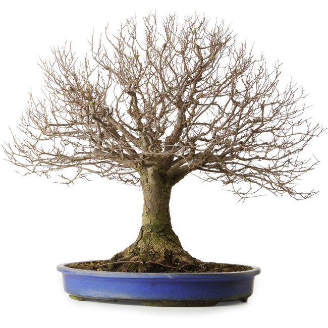 Zelkova serrata, 48,5 cm, ± 40 years old, with a nebari of 15 cm and roots up to 20,3 cm