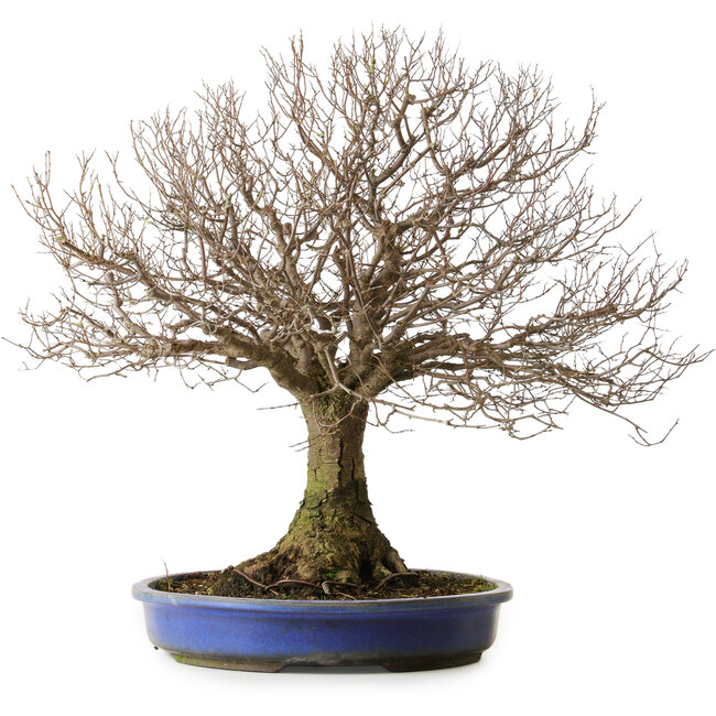 Zelkova serrata, 48,5 cm, ± 40 anni, con un nebari di 15 cm e radici fino a 20,3 cm