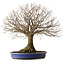 Zelkova serrata, 48,5 cm, ± 40 jaar oud, met een nebari van 15 cm en wortels tot 20,3 cm.
