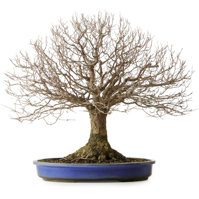 Zelkova serrata, 48,5 cm, ± 40 anni, con un nebari di 15 cm e radici fino a 20,3 cm