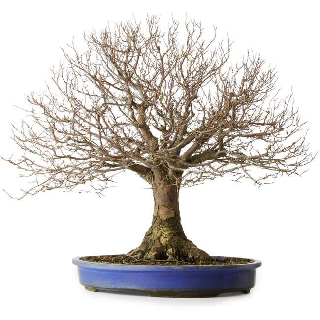 Zelkova serrata, 48,5 cm, ± 40 anni, con un nebari di 15 cm e radici fino a 20,3 cm