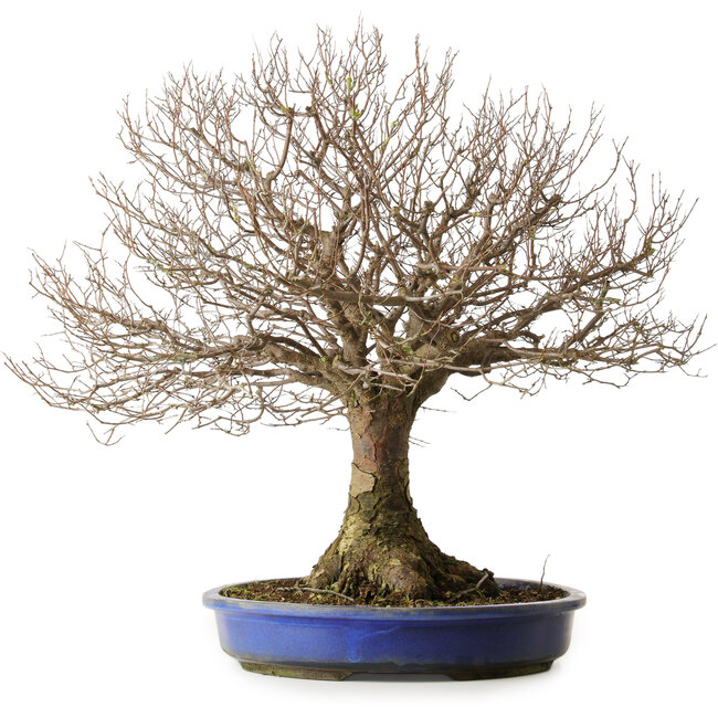 Zelkova serrata, 48,5 cm, ± 40 ans, avec un nebari de 15 cm et des racines atteignant 20,3 cm