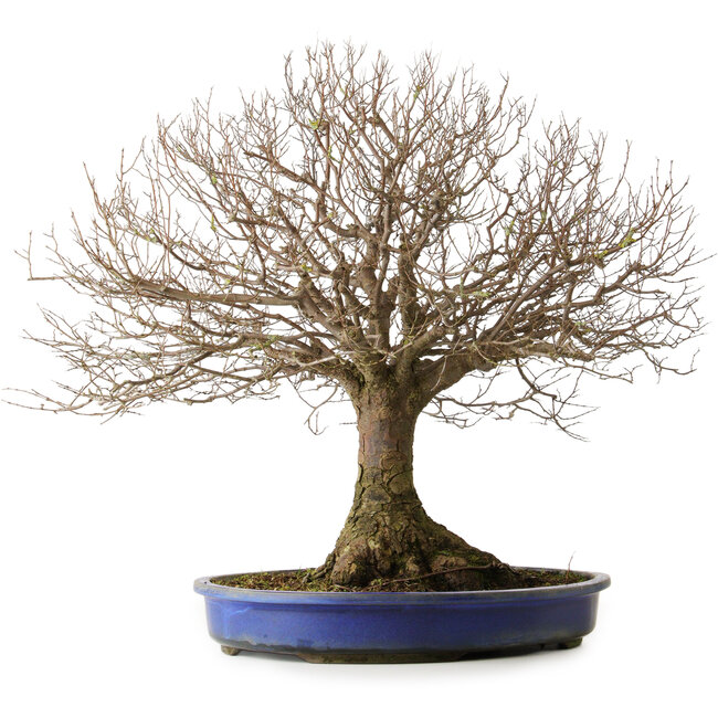 Zelkova serrata, 48,5 cm, ± 40 Jahre alt, mit einem Wurzelhals von 15 cm und Wurzeln bis zu 20,3 cm