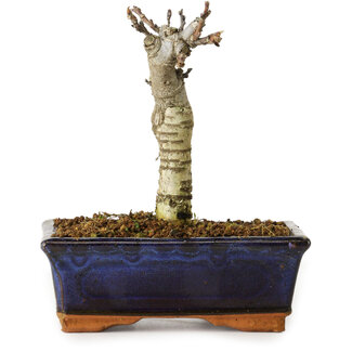 Wisteria sinensis, 15,5 cm, ± 8 Jahre alt