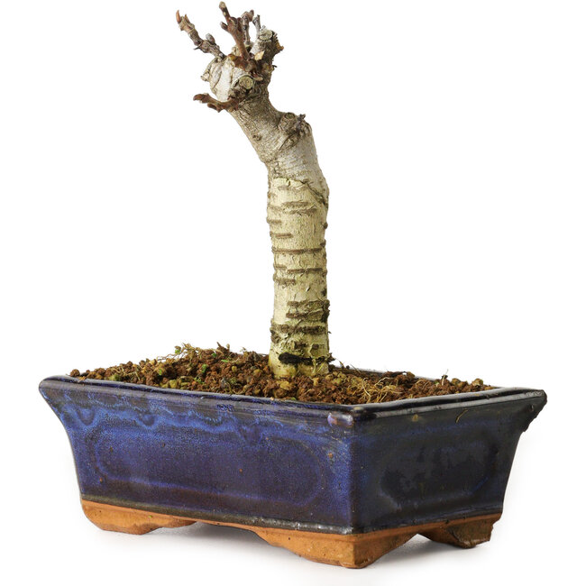 Wisteria sinensis, 15,5 cm, ± 8 anni