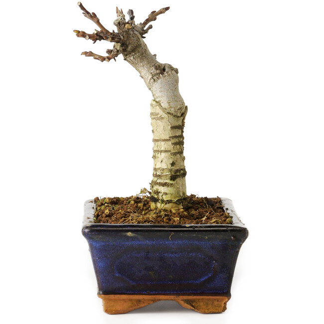 Wisteria sinensis, 15,5 cm, ± 8 jaar oud