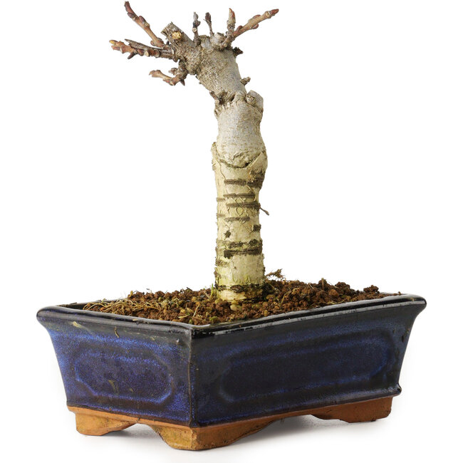 Wisteria sinensis, 15,5 cm, ± 8 ans