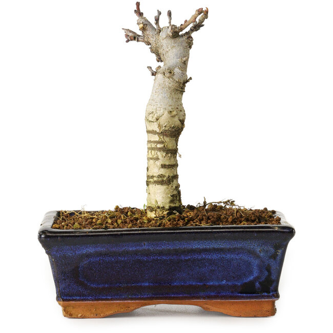 Wisteria sinensis, 15,5 cm, ± 8 Jahre alt