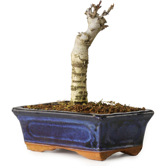 Wisteria sinensis, 15,5 cm, ± 8 years old