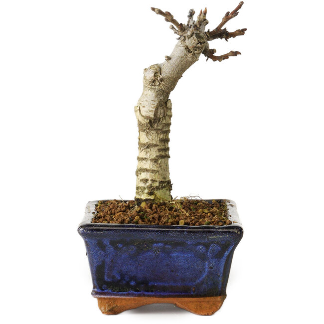 Wisteria sinensis, 15,5 cm, ± 8 ans