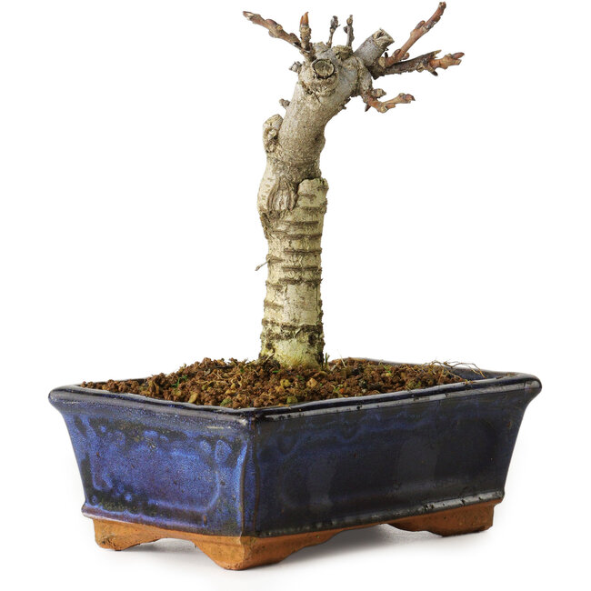 Wisteria sinensis, 15,5 cm, ± 8 anni