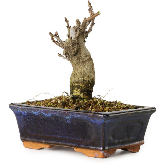 Wisteria sinensis, 15,5 cm, ± 8 ans