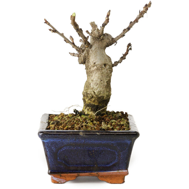 Wisteria sinensis, 15,5 cm, ± 8 anni