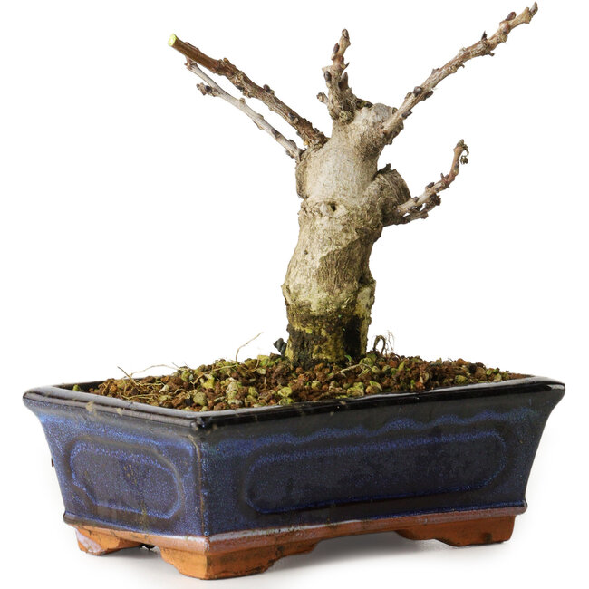 Wisteria sinensis, 15,5 cm, ± 8 Jahre alt