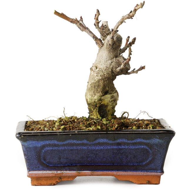 Wisteria sinensis, 15,5 cm, ± 8 years old