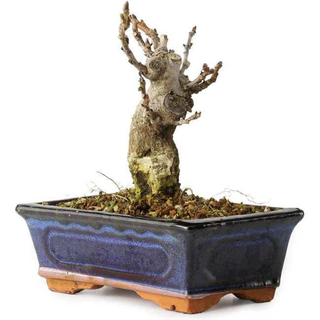 Wisteria sinensis, 15,5 cm, ± 8 años