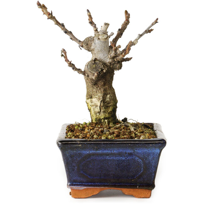 Wisteria sinensis, 15,5 cm, ± 8 ans