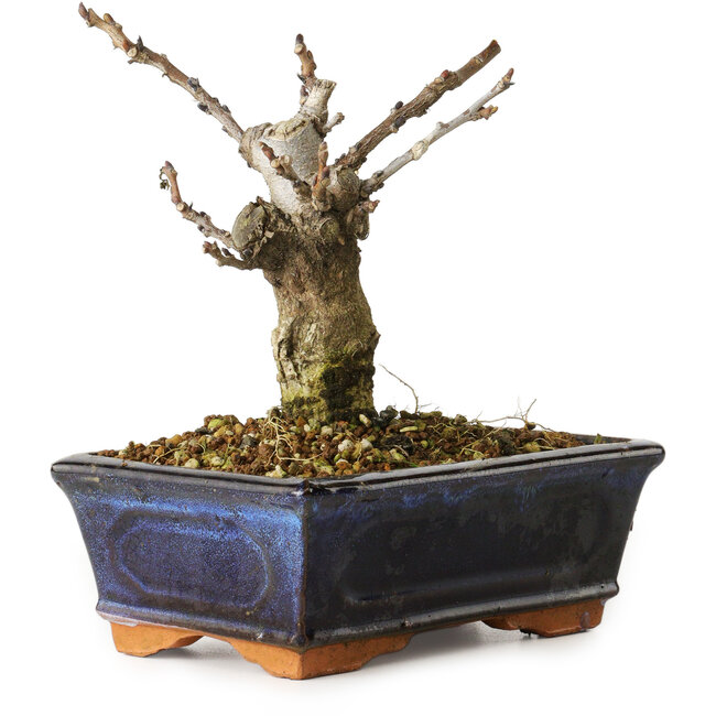 Wisteria sinensis, 15,5 cm, ± 8 ans