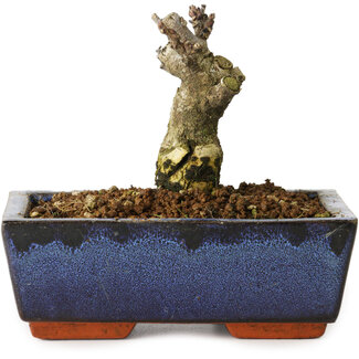 Wisteria sinensis, 10 cm, ± 8 Jahre alt