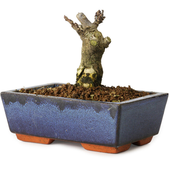 Wisteria sinensis, 10 cm, ± 8 years old