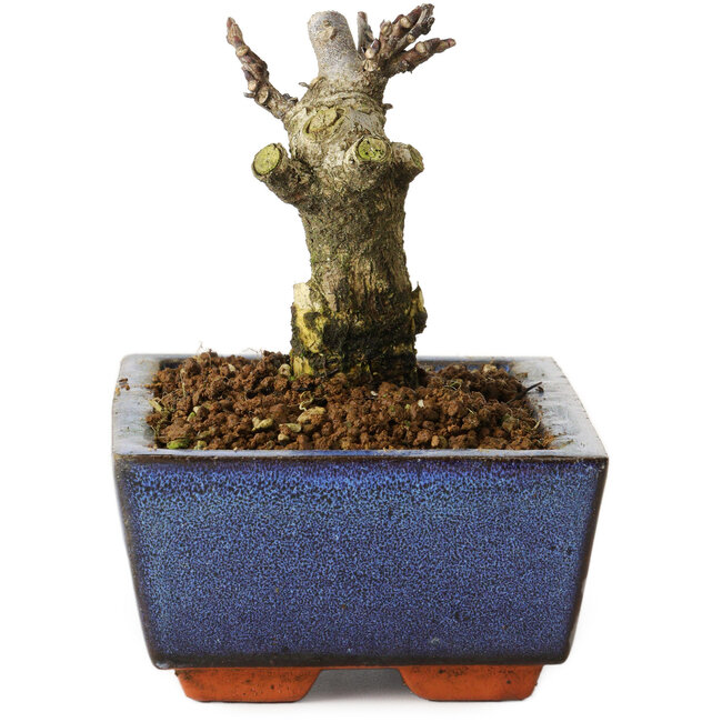 Wisteria sinensis, 10 cm, ± 8 jaar oud