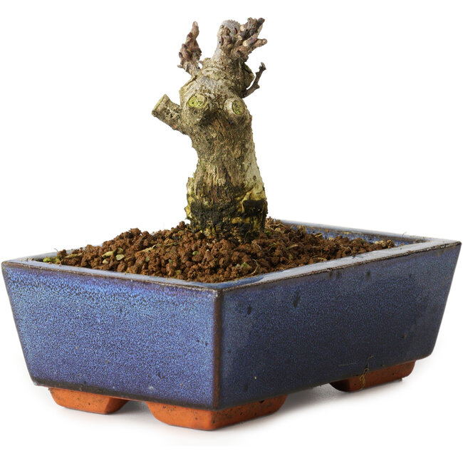 Wisteria sinensis, 10 cm, ± 8 years old