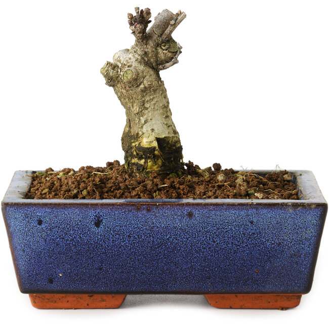 Wisteria sinensis, 10 cm, ± 8 ans