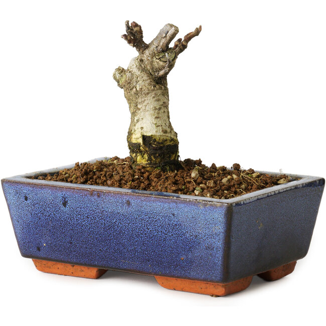 Wisteria sinensis, 10 cm, ± 8 años