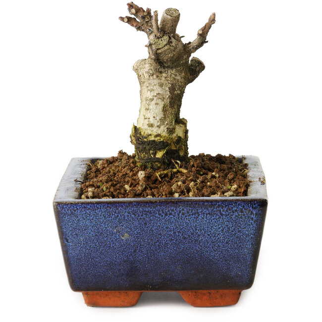 Wisteria sinensis, 10 cm, ± 8 jaar oud