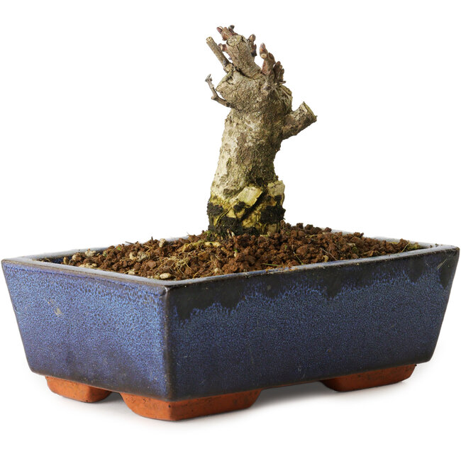 Wisteria sinensis, 10 cm, ± 8 jaar oud