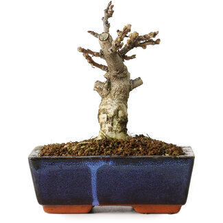 Wisteria sinensis, 15,5 cm, ± 8 anni