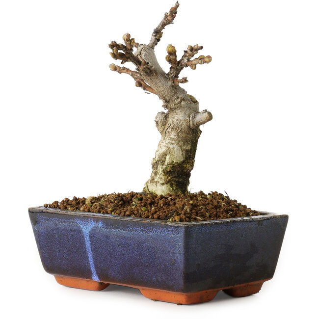 Wisteria sinensis, 15,5 cm, ± 8 Jahre alt