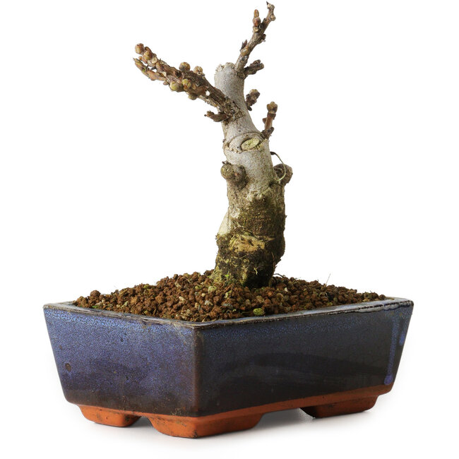 Wisteria sinensis, 15,5 cm, ± 8 jaar oud