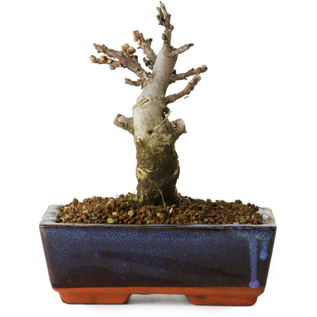 Wisteria sinensis, 15,5 cm, ± 8 anni