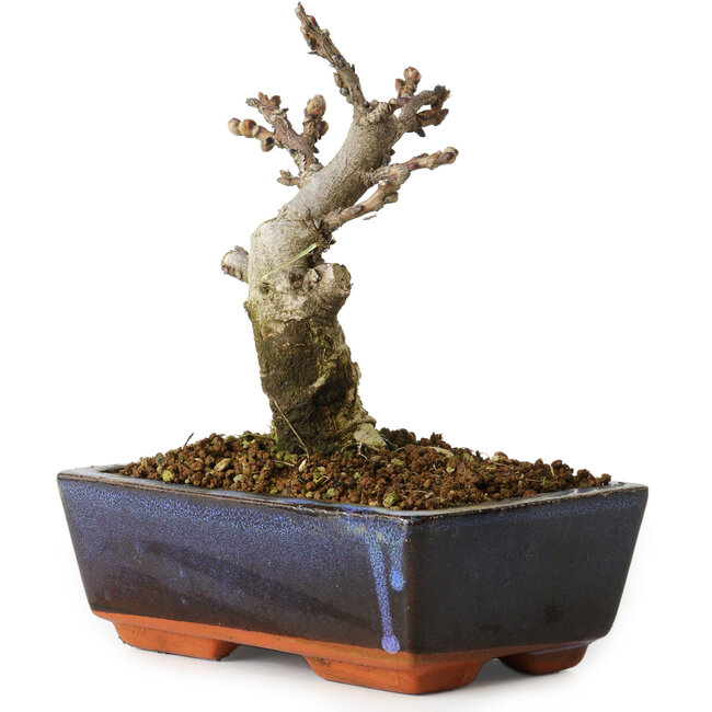 Wisteria sinensis, 15,5 cm, ± 8 años