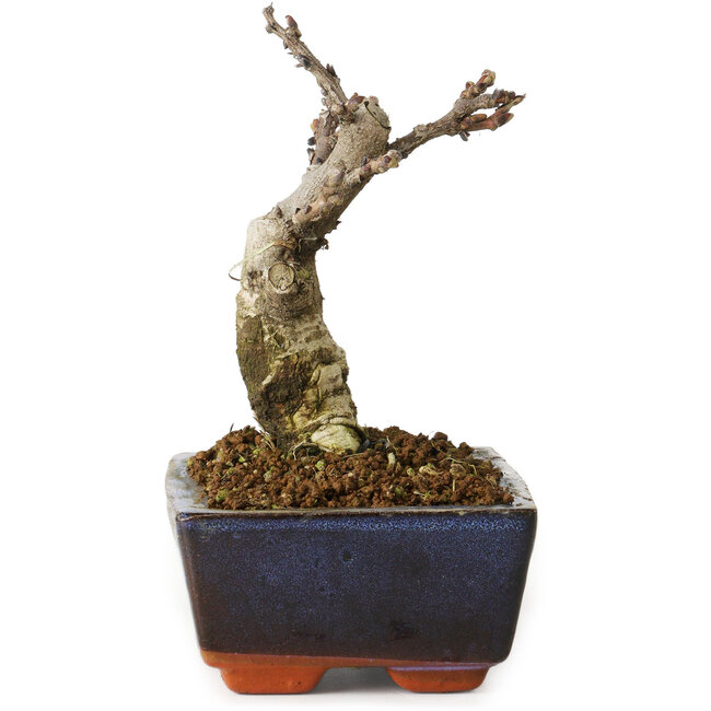 Wisteria sinensis, 15,5 cm, ± 8 Jahre alt